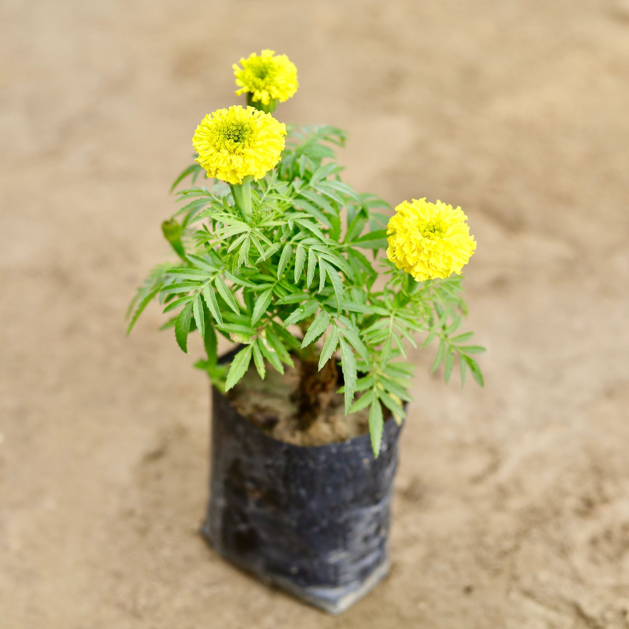 Marigold / Genda (Any colour) in 4 Inch Nursery Bag