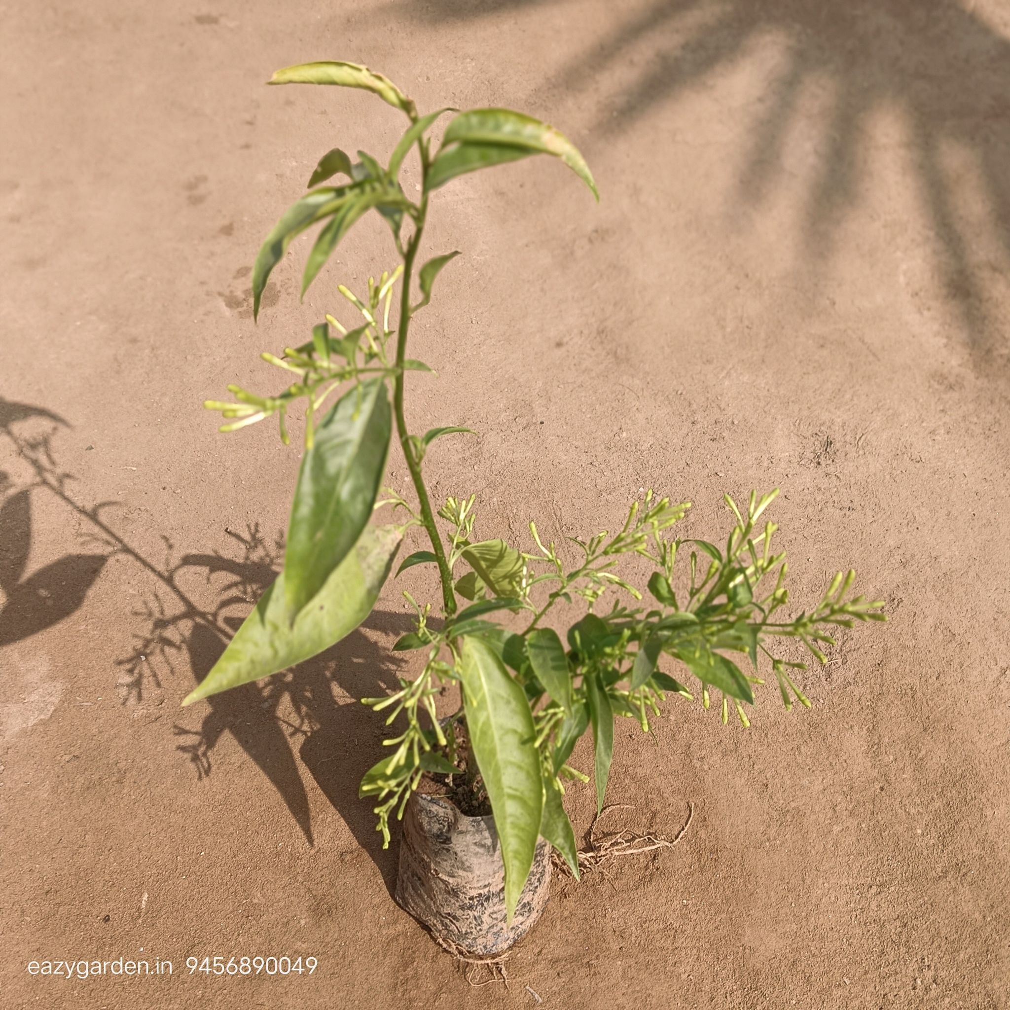 Raat K Rani / Night Blooming Jasmine in 4 Inch Nursery Bag