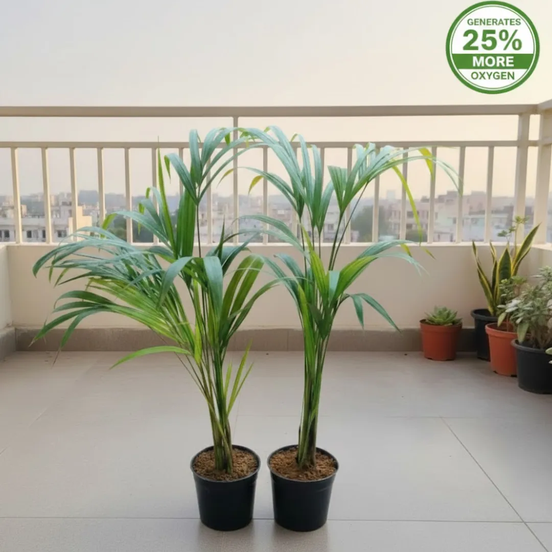 Air Purifier Set of 2 - Areca Palm in 8 Inch Nursery Pot