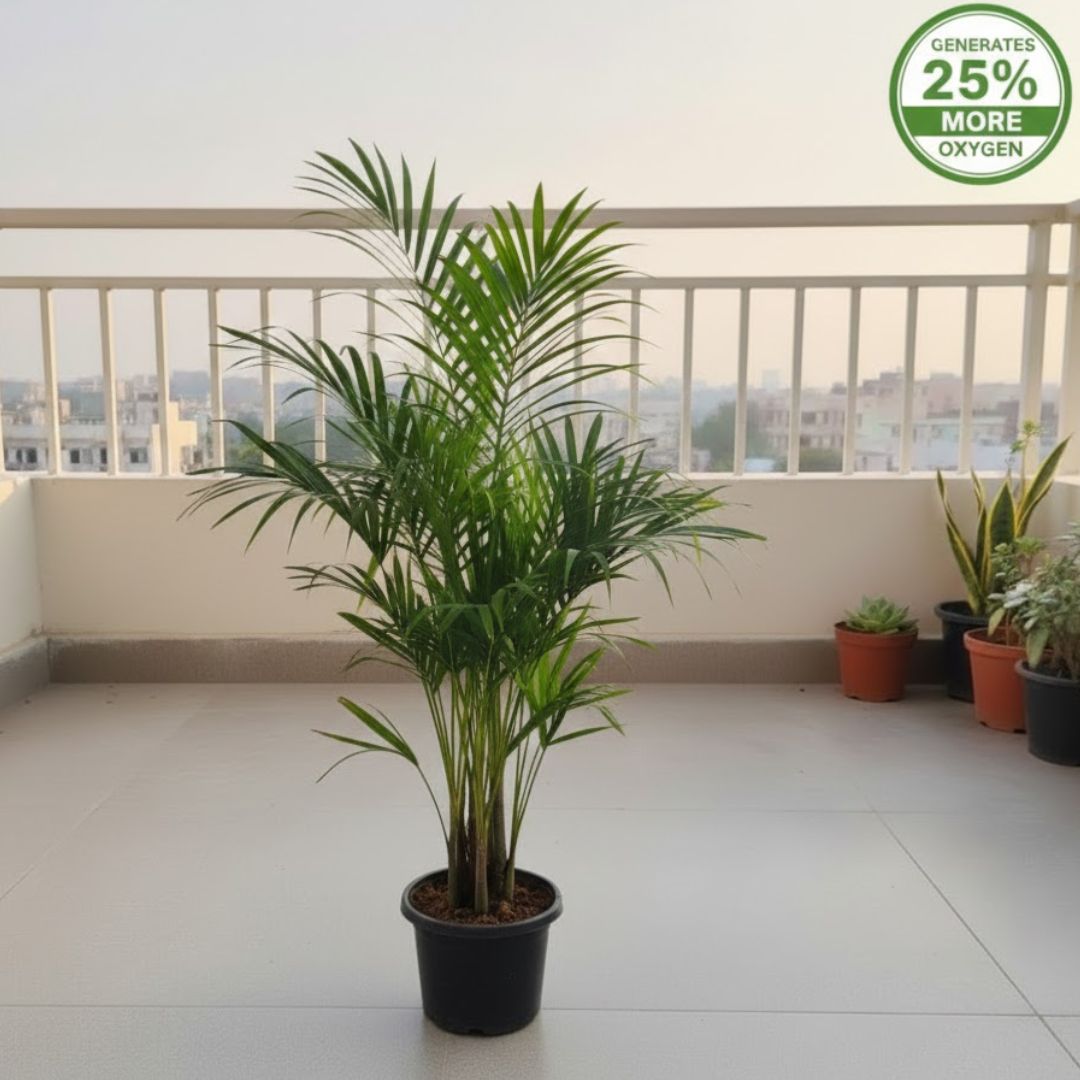 Air Purifying - Areca Palm In 8 Inch Nursery Pot