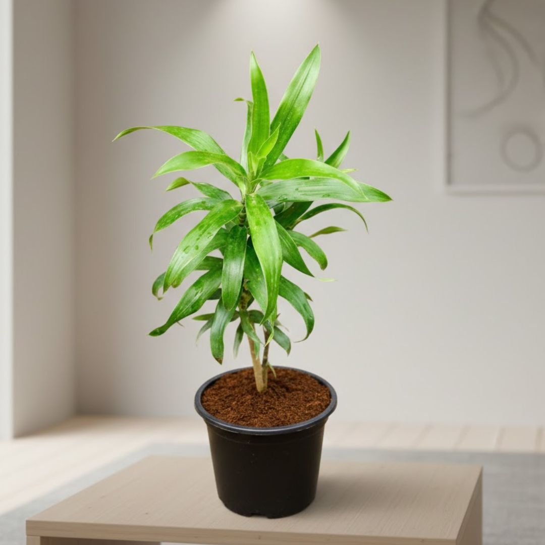 Air Purifier Dracaena Green in 6 Inch Nursery pot