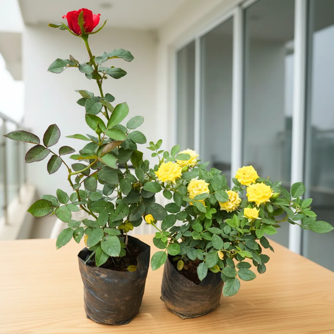 Set Of 2 - Rose (Red & Yellow) in 5 Inch Nursery Bag