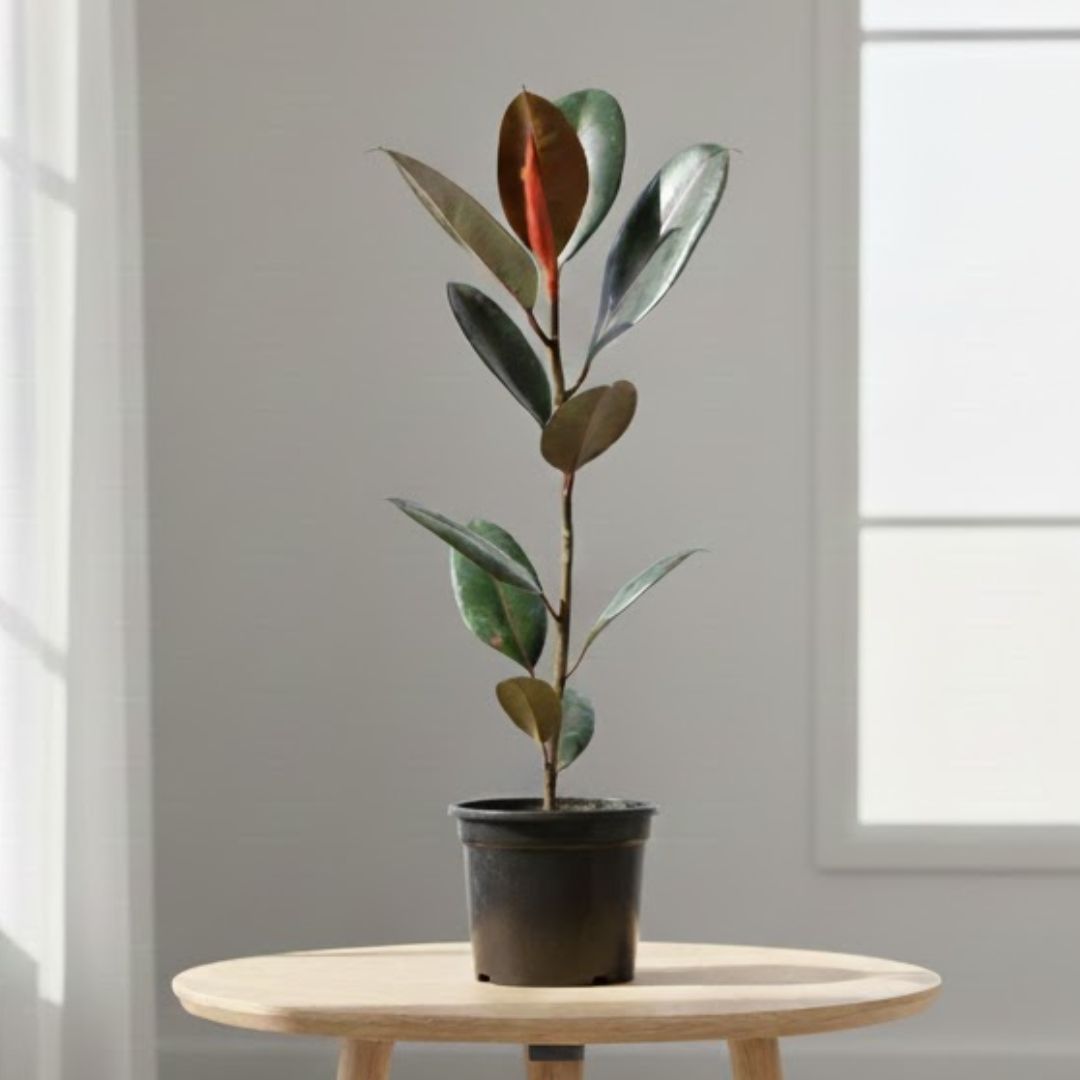Air Purifier Rubber Plant Black (1 Ft) in 5 Inch Nursery Pot