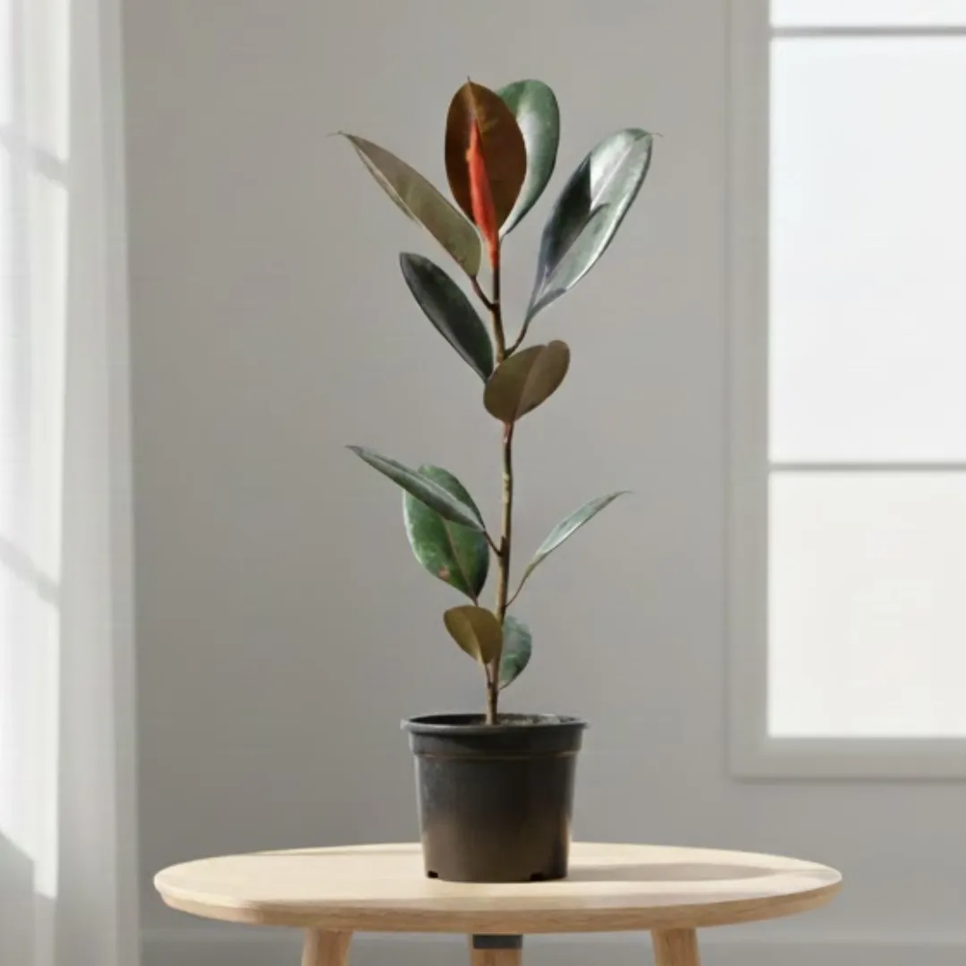 Air Purifier Rubber Plant Black (1 Ft) in 5 Inch Nursery Pot