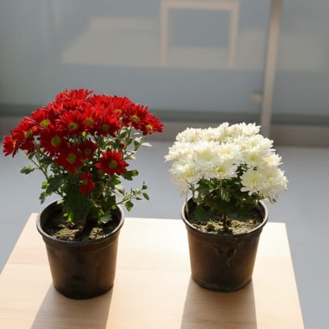 Set of 2 - Chrysanthemum / Guldawari / Guldaudi (any colour) in 6 Inch Nursery Pot