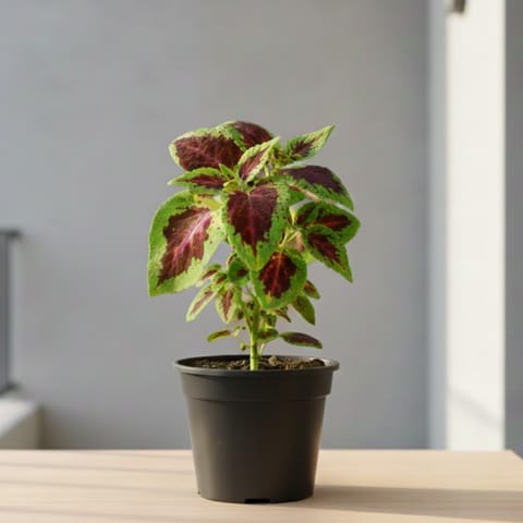 Coleus (Any Colour) in 6 Inch Nursery Pot