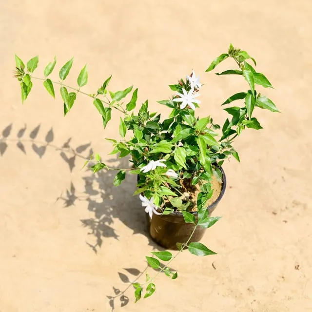 Kund Bel / Star Jasmine in 6 Inch Nursery Pot