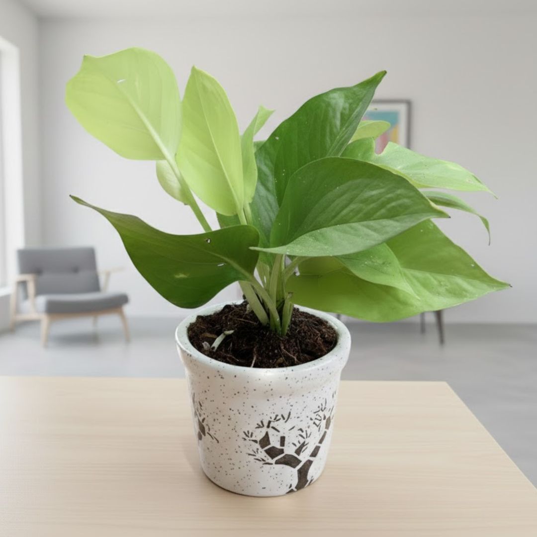 Golden Money Plant in 4 Inch White Glass Ceramic Pot (Any Design)