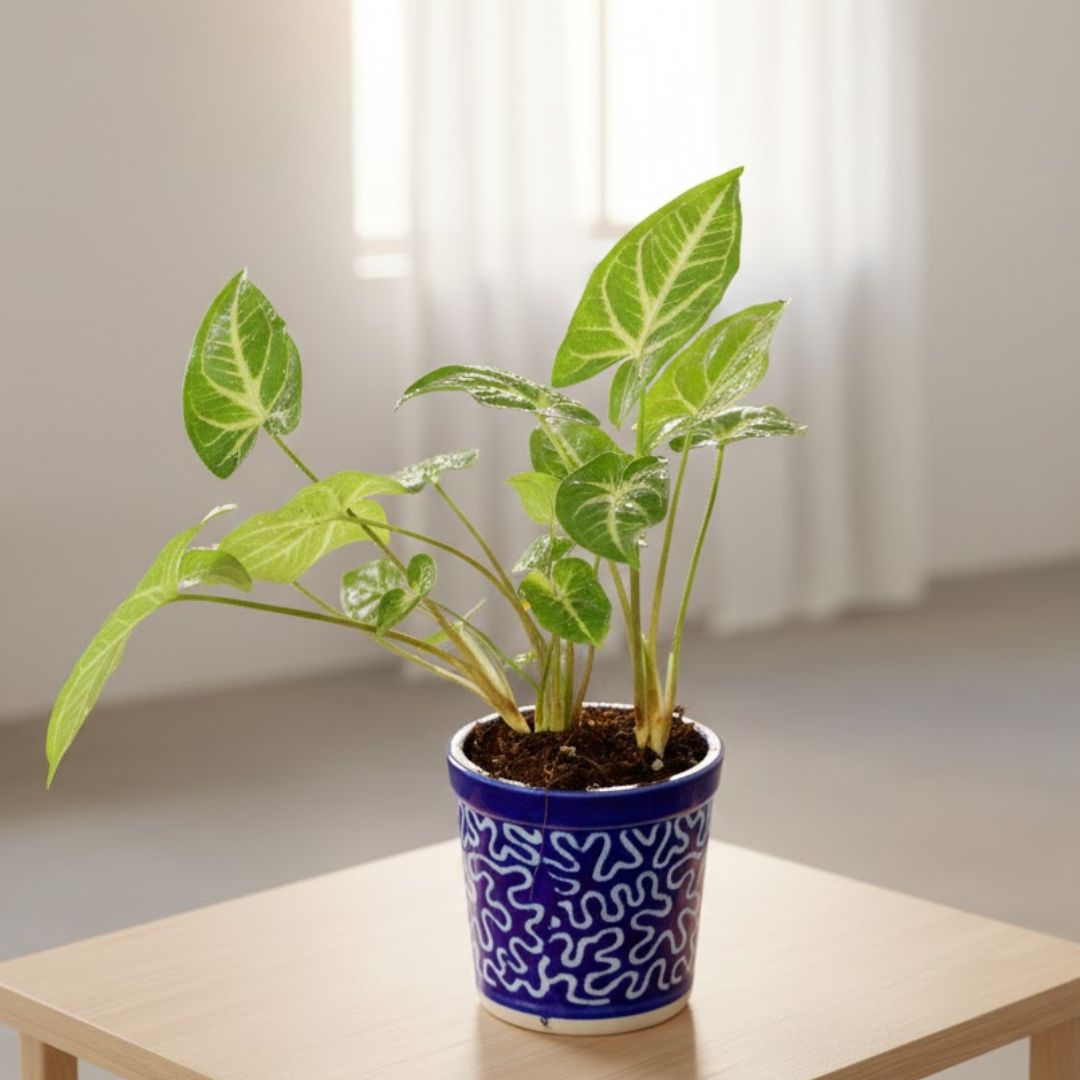 Syngonium Green Arrowhead in 4 Inch Classy Cylindrical Ceramic Pot (any colour & design)