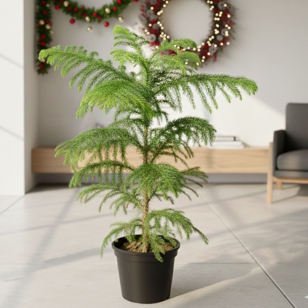Christmas Tree / Araucaria in 6 Inch Nursery Pot