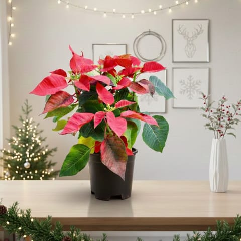 Christmas Flower Red / Poinsettia in 6 Inch Nursery Pot