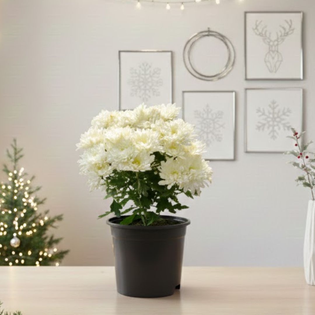 Chrysanthemum / Guldawari / Guldaudi any colour in 6 Inch Nursery Pot