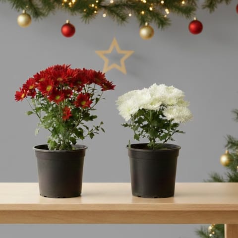 Set of 2 - Chrysanthemum / Guldawari / Guldaudi (any colour) in 6 Inch Nursery Pot