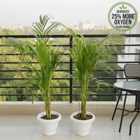 Air Purifier Set of 2 - Areca Palm (2.5 - 3.5 Ft) in 8 Inch White Classy Plastic Pot