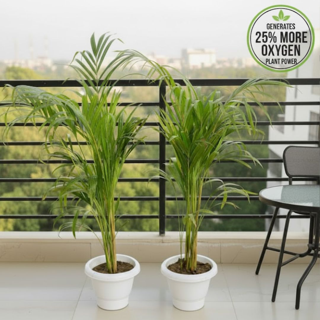 Air Purifier Set of 2 - Areca Palm (2.5 - 3.5 Ft) in 8 Inch White Classy Plastic Pot