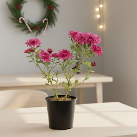 Chrysanthemum / Guldawari / Guldaudi (Any Colour) in 6 Inch Nursery Pot