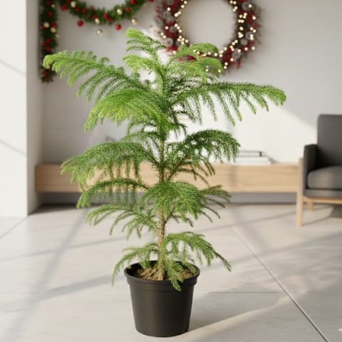 Araucaria / Christmas Tree in 5 Inch Nursery Pot