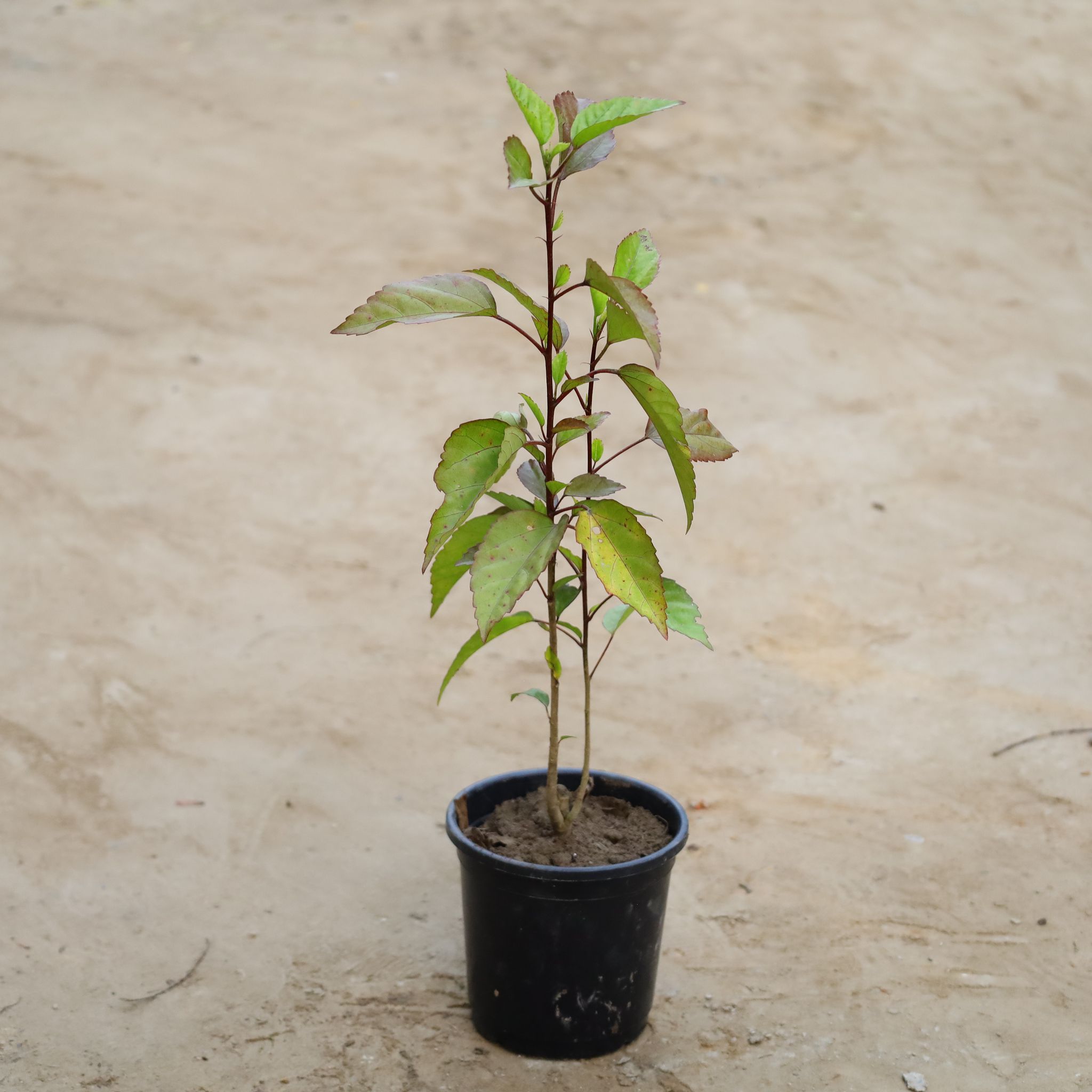 Hibiscus Desi / Gudhal Red in 6 Inch Nursery Pot