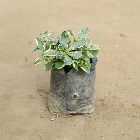 Alternanthera Variegated in 4 Inch Nursery bag