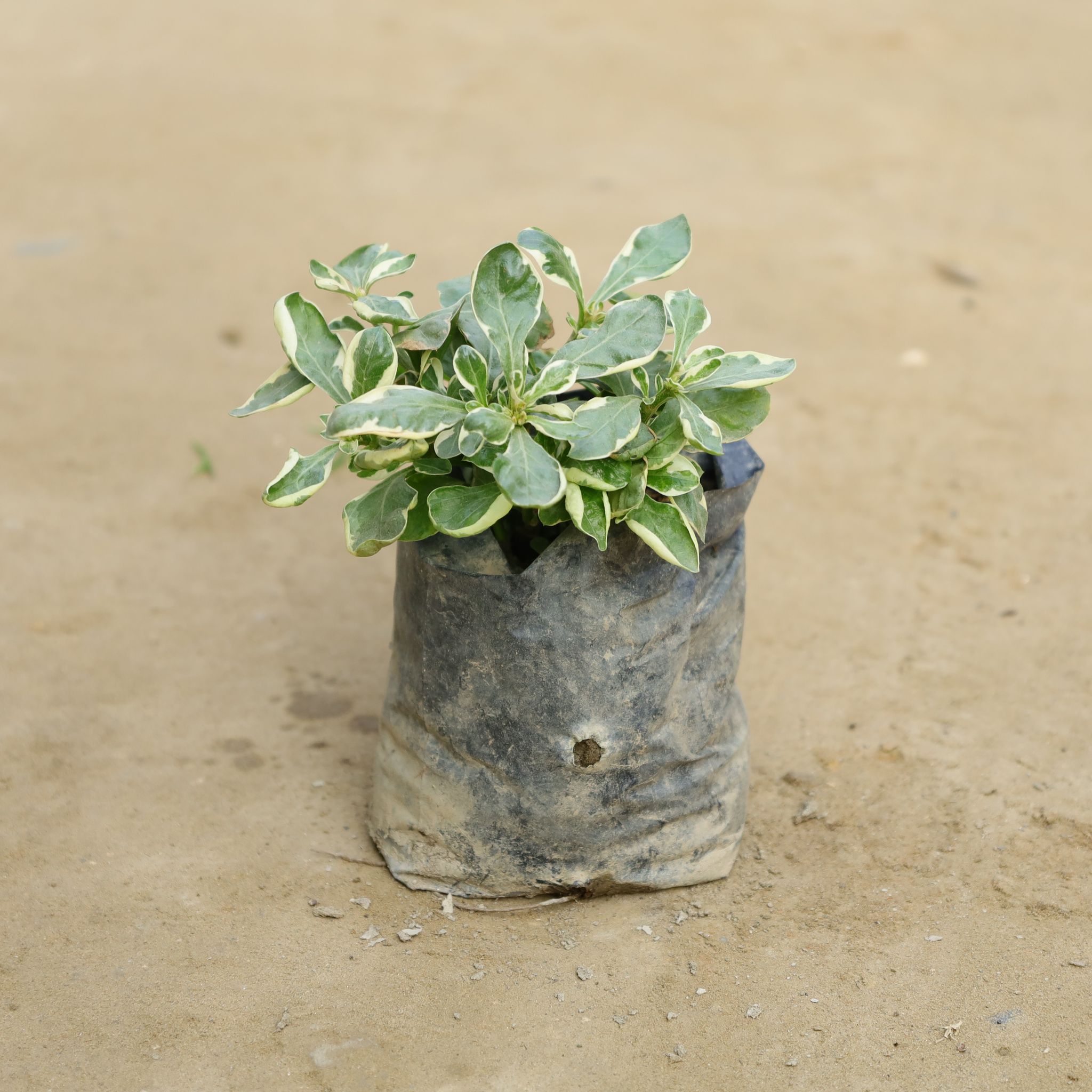 Alternanthera Variegated in 4 Inch Nursery bag