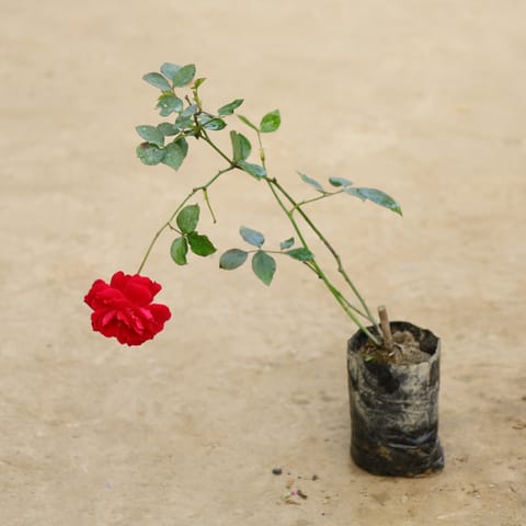 Desi Gulab / Rose (Any colour) in 4 Inch Nursery bag