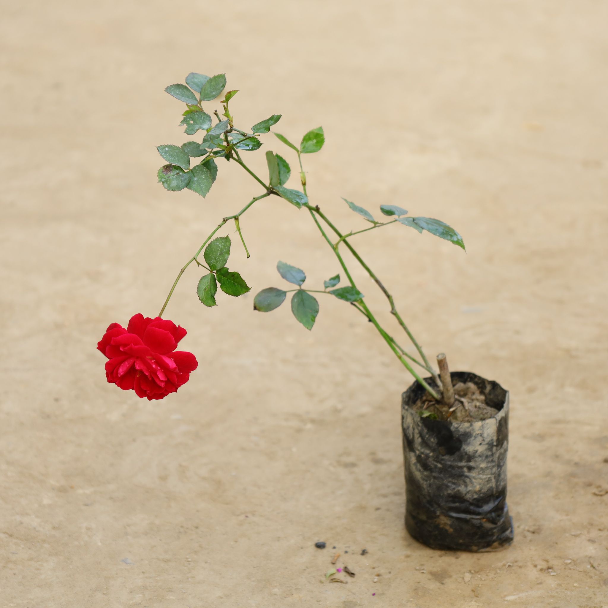 Desi Gulab / Rose (Any colour) in 4 Inch Nursery bag