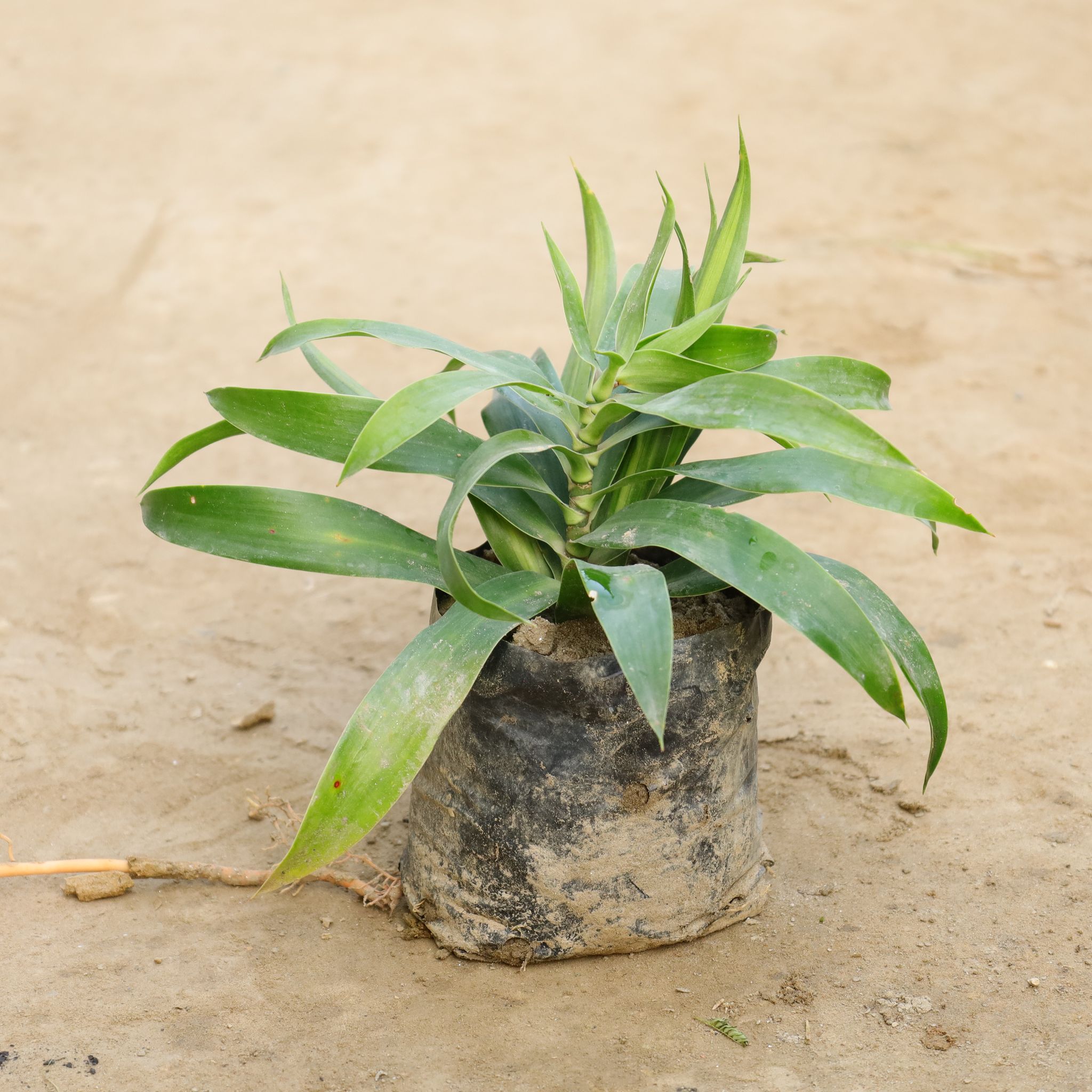 Dracaena Green in 4 Inch Nursery bag
