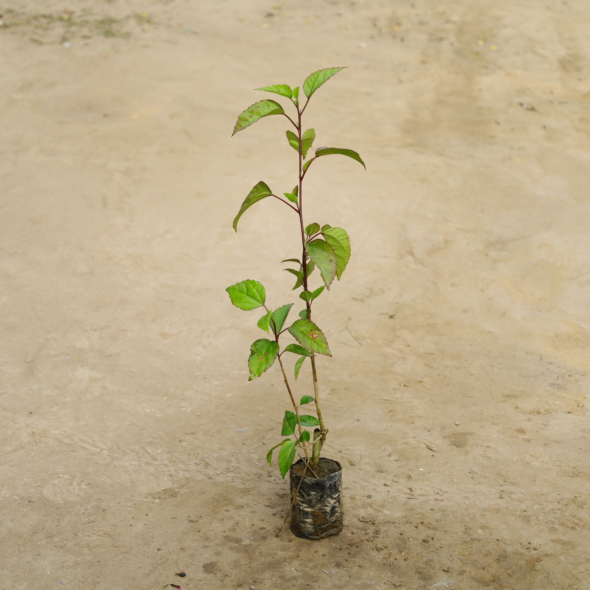 Hibiscus / Gudhal Red in 4 Inch Nursery bag