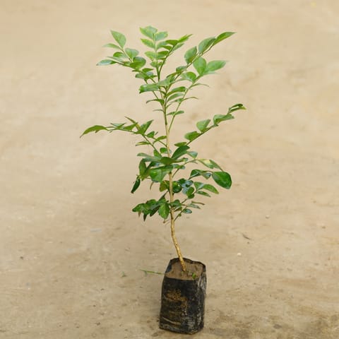 Madhu Kamini (Any colour) in 4 Inch Nursery bag