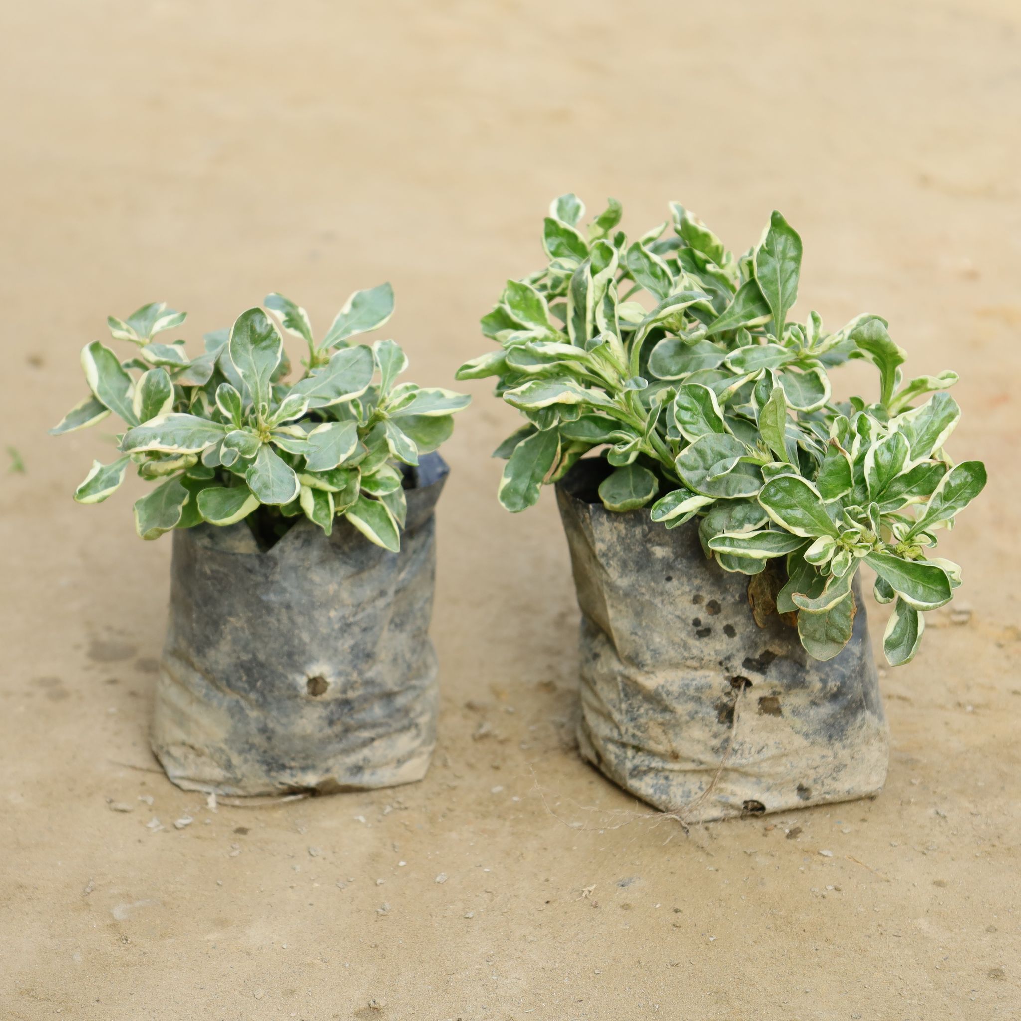Set of 2 - Alternanthera in 4 Inch Nursery bag
