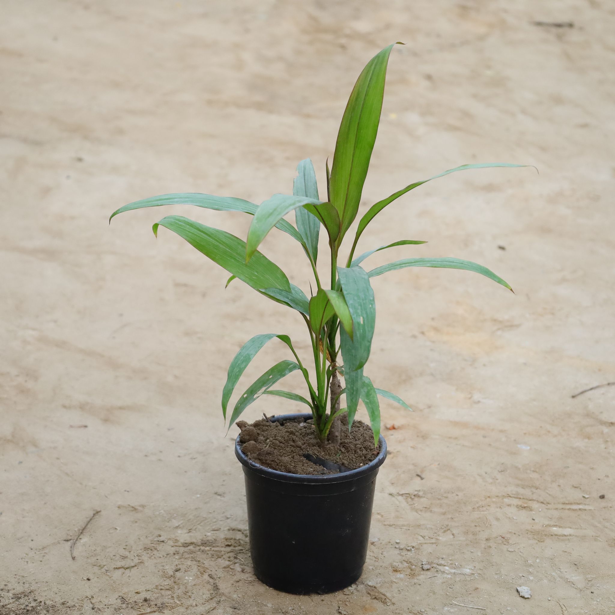 Dracaena Green in 6 Inch Nursery Pot