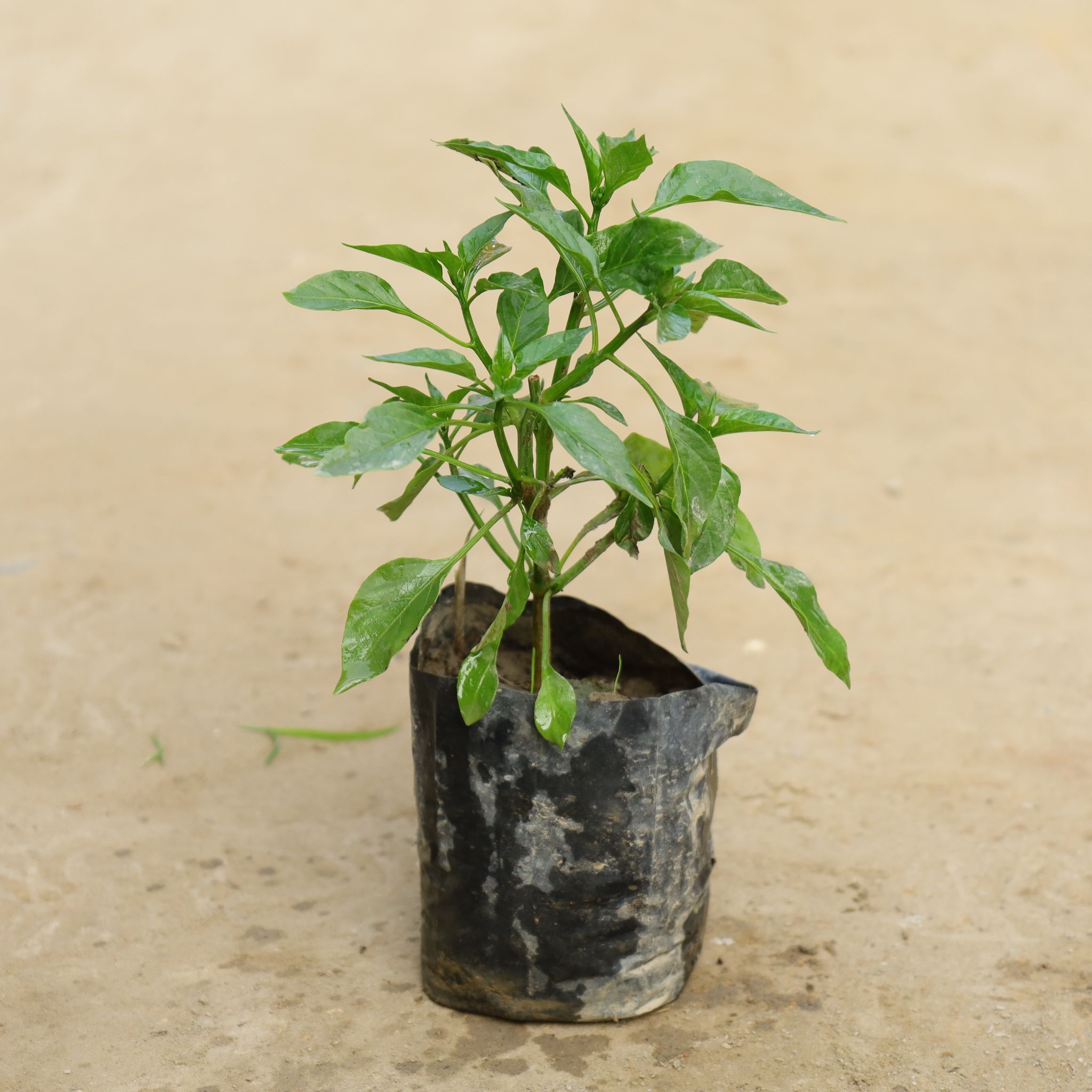 Green Chilli Plant in 4 Inch Nursery bag