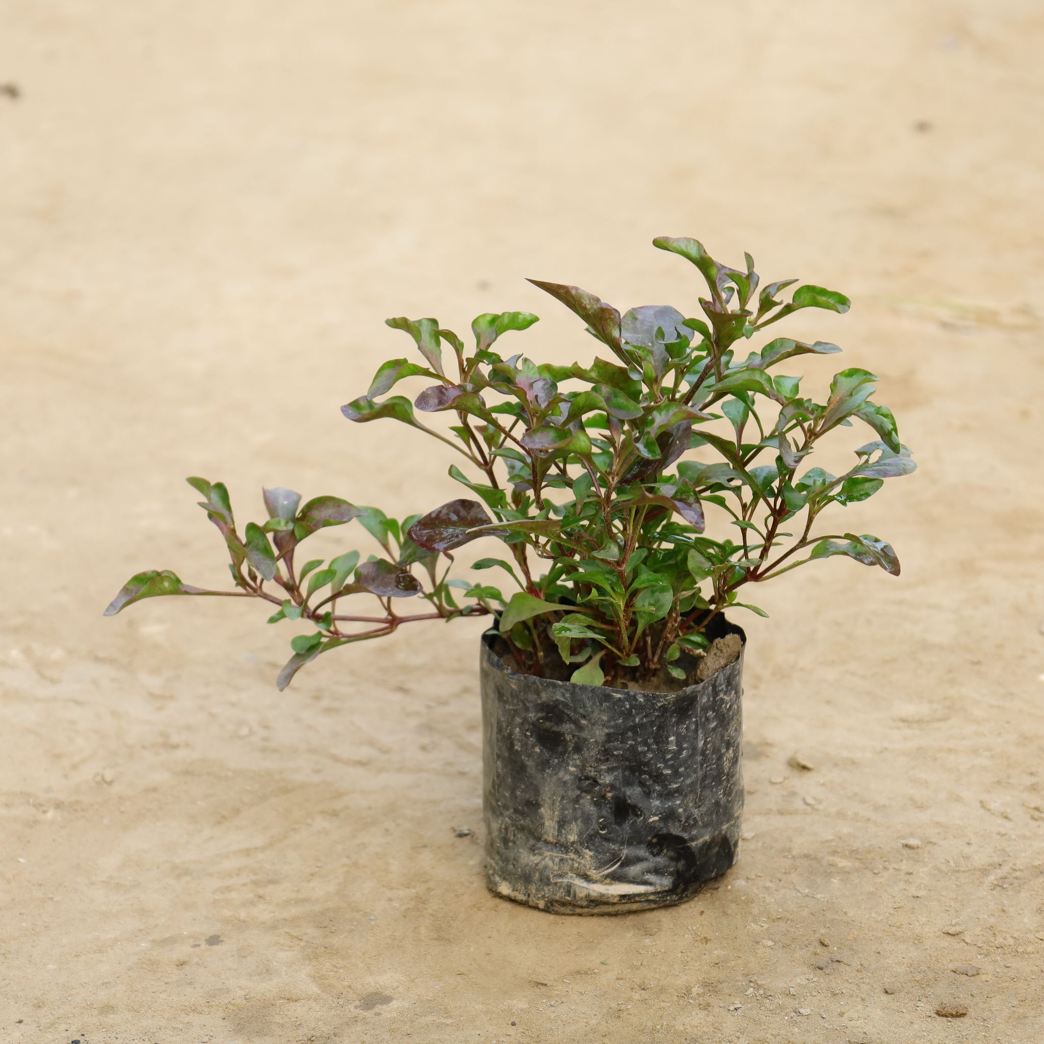 Alternanthera Red in 4 Inch Nursery bag
