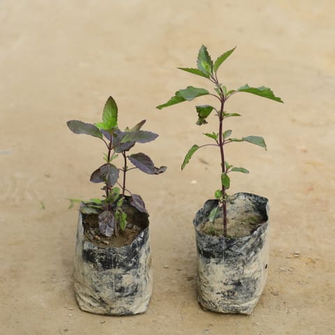 Set of 2 - Shyama Tulsi in 4 Inch Nursery bag