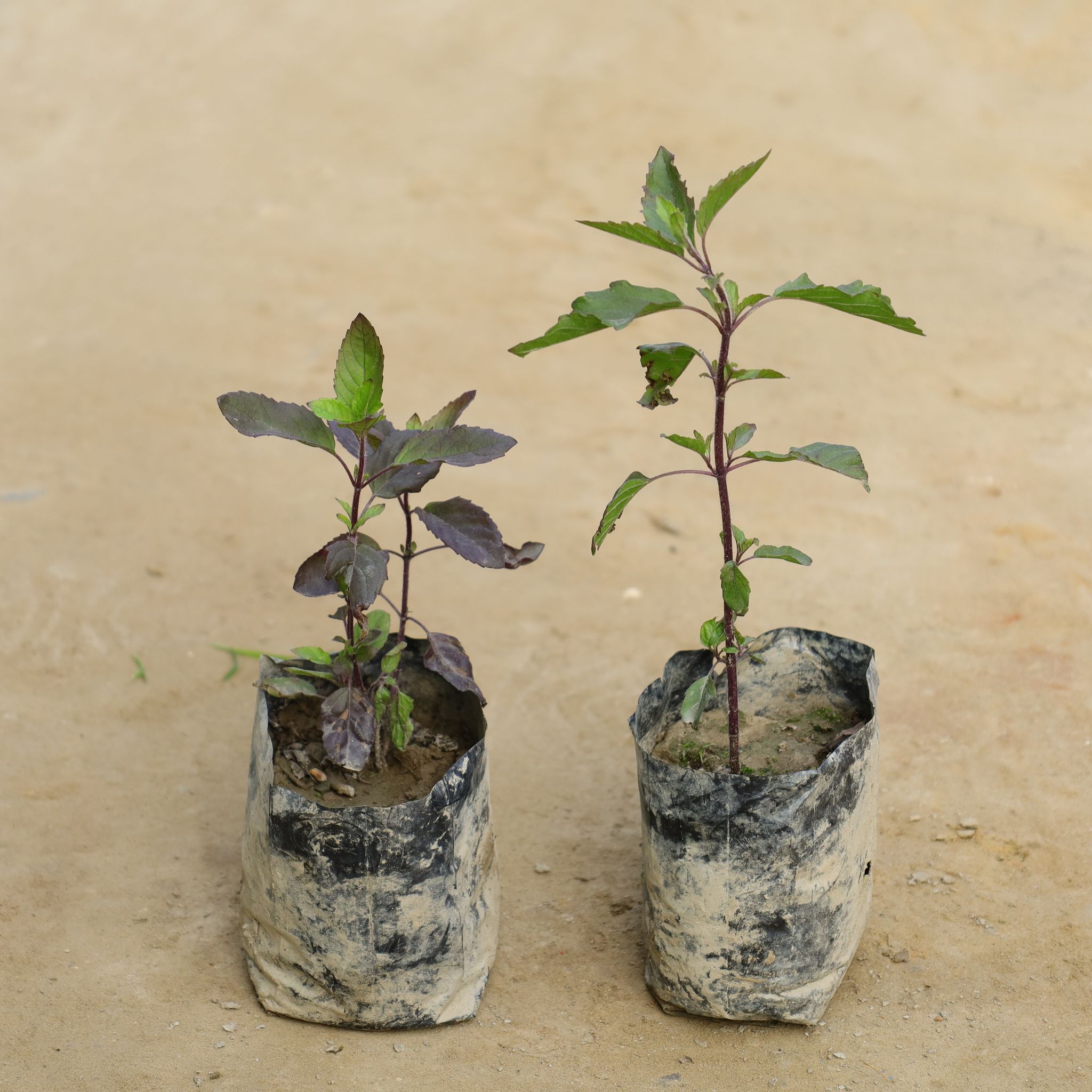 Set of 2 - Shyama Tulsi in 4 Inch Nursery bag