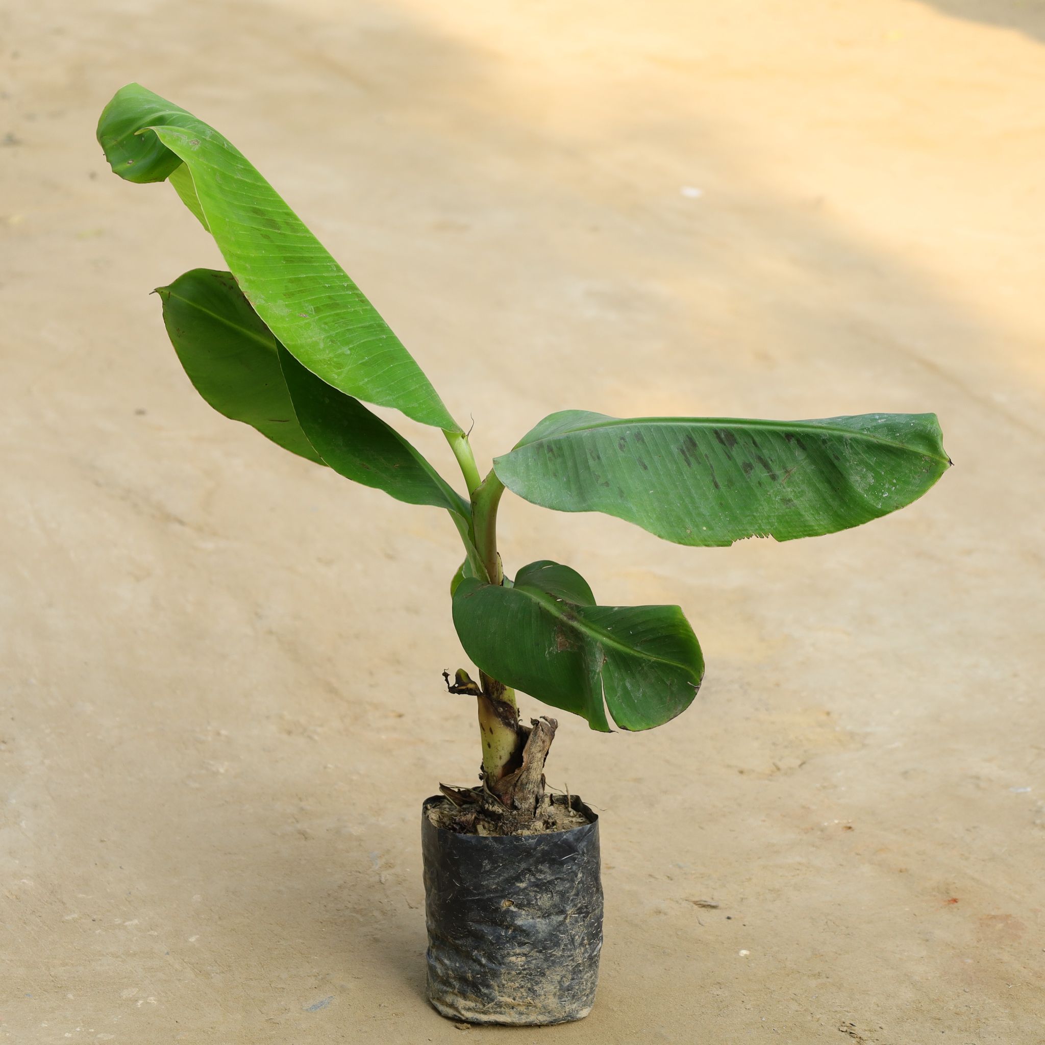 Banana Plant in 7 Inch Nursery bag