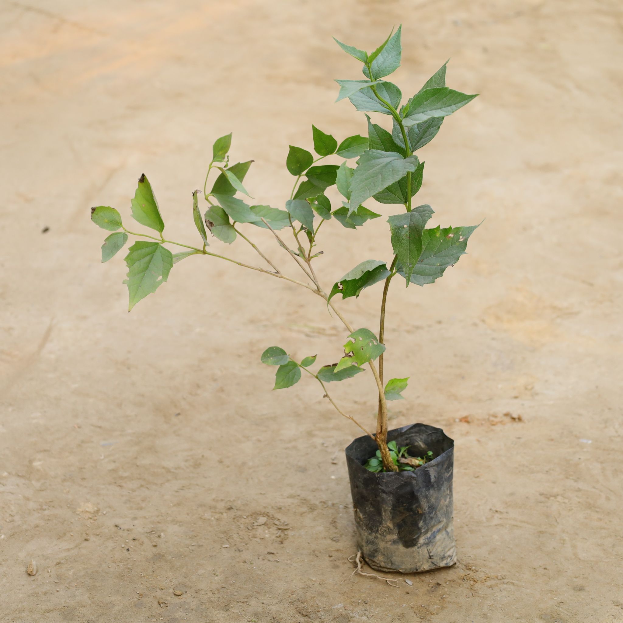 Harsingar / Parijaat in 4 Inch Nursery bag