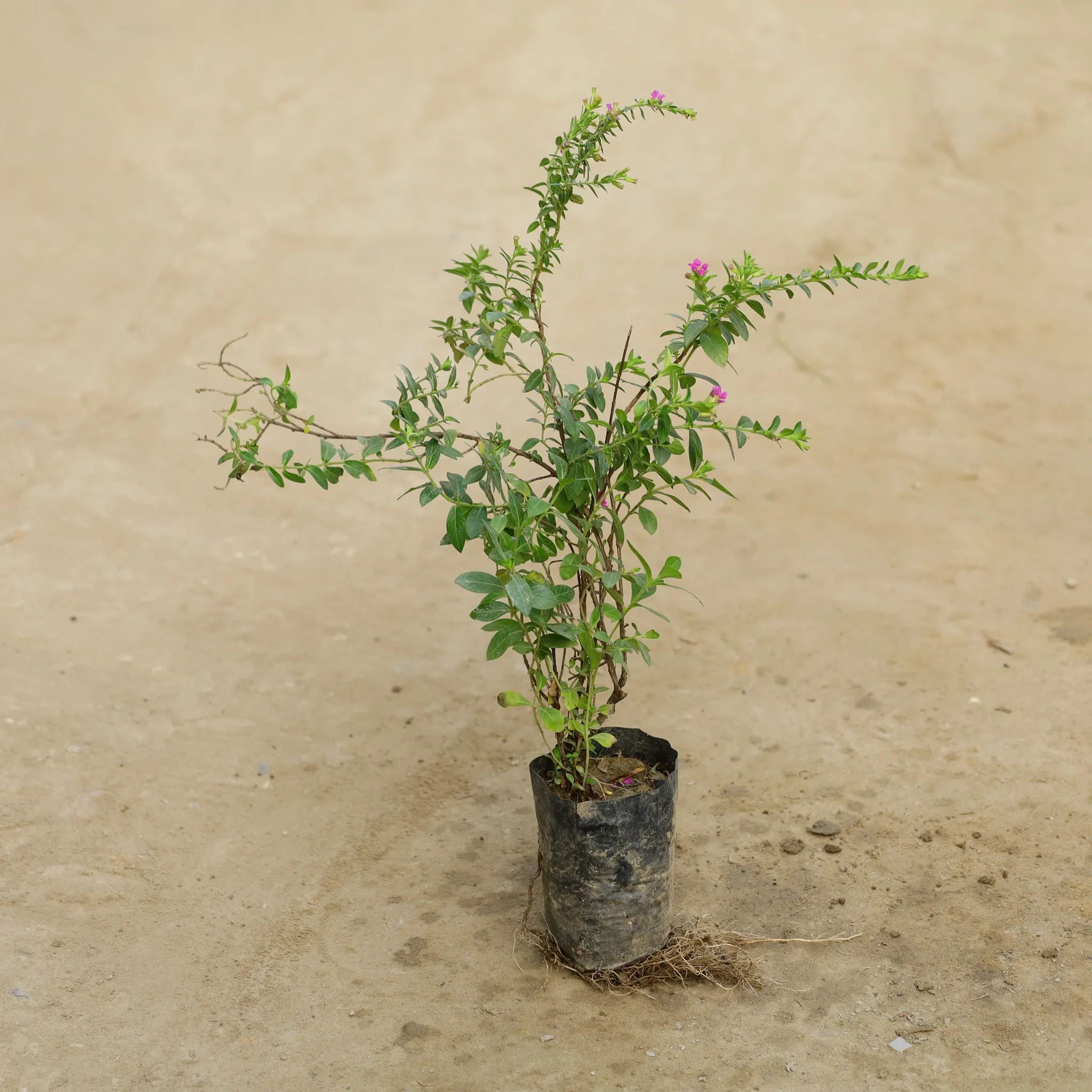 Cuphea / False Heather (Any Colour) in 4 Inch Nursery bag