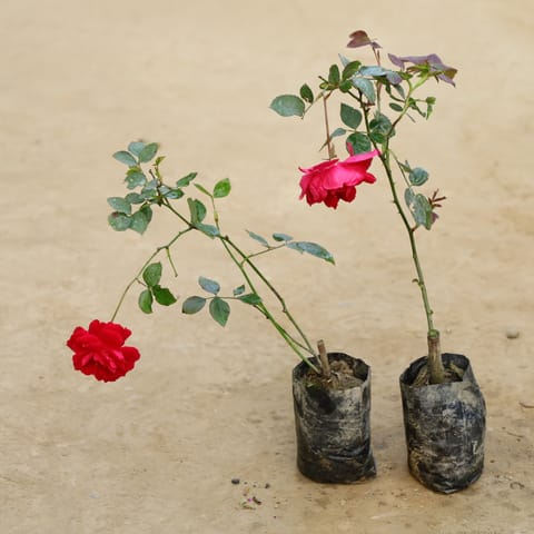 Set of 2 - Desi Gulab / Rose (Any Colour) in 4 Inch Nursery bag