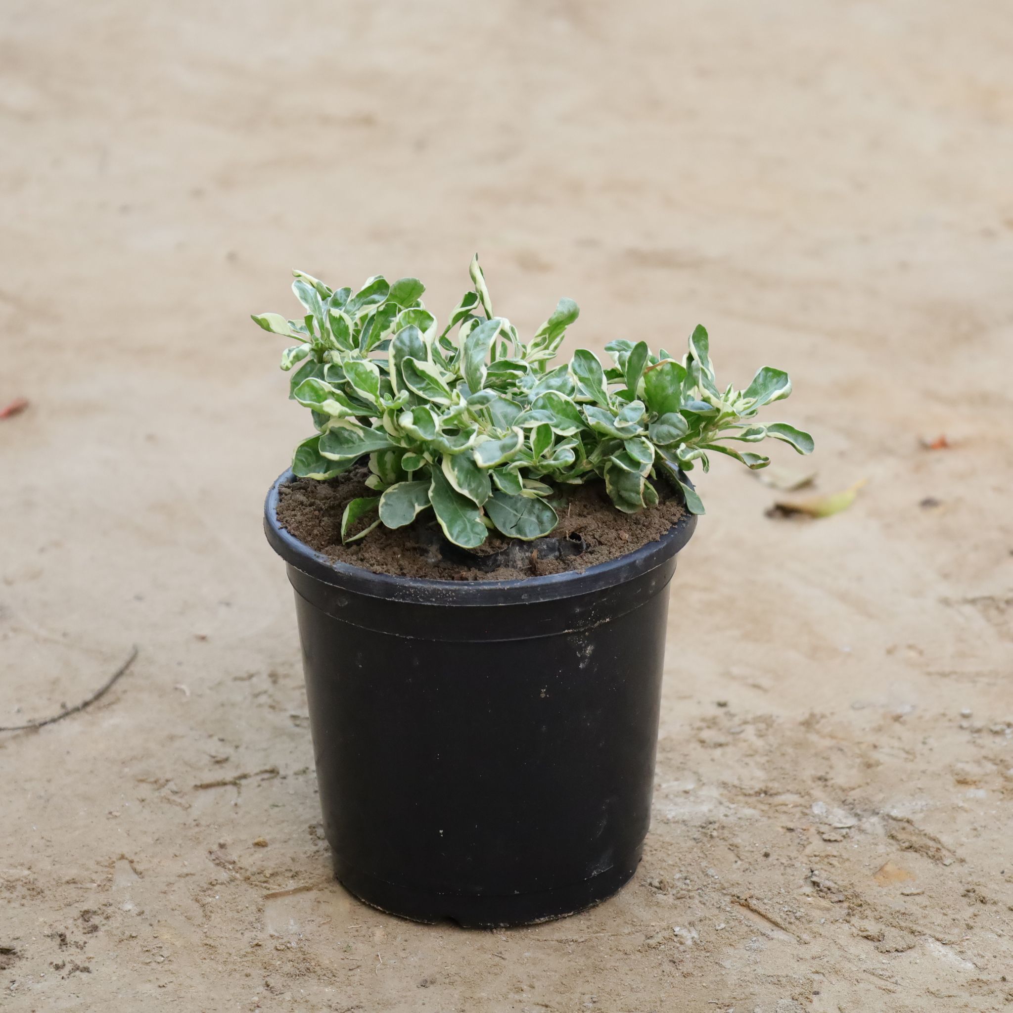 Alternanthera Variegated in 6 Inch Nursery Pot
