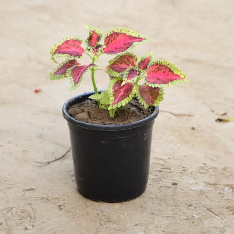 Coleus (Any Colour)  in 6 Inch Nursery Pot