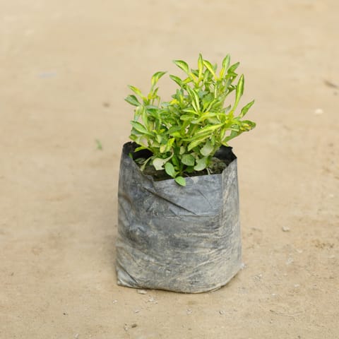 Alternanthera Green in 4 Inch Nursery bag