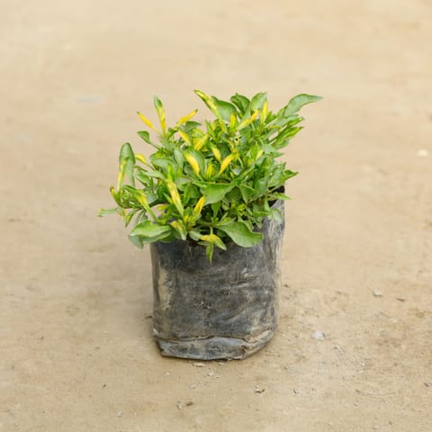 Alternanthera Yellow - Green in 4 Inch Nursery Bag