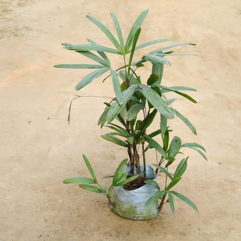 Raphis Palm in 7 Inch Nursery Bag