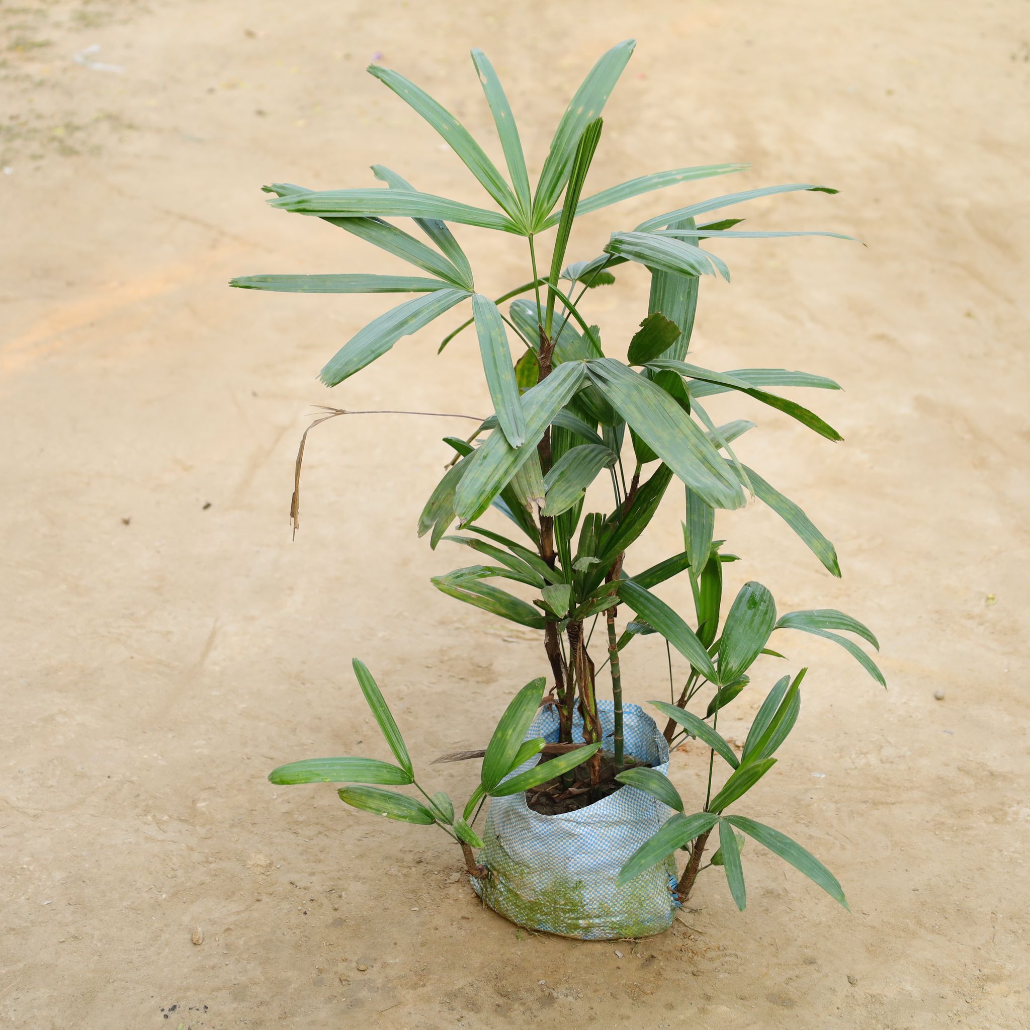 Raphis Palm in 7 Inch Nursery Bag