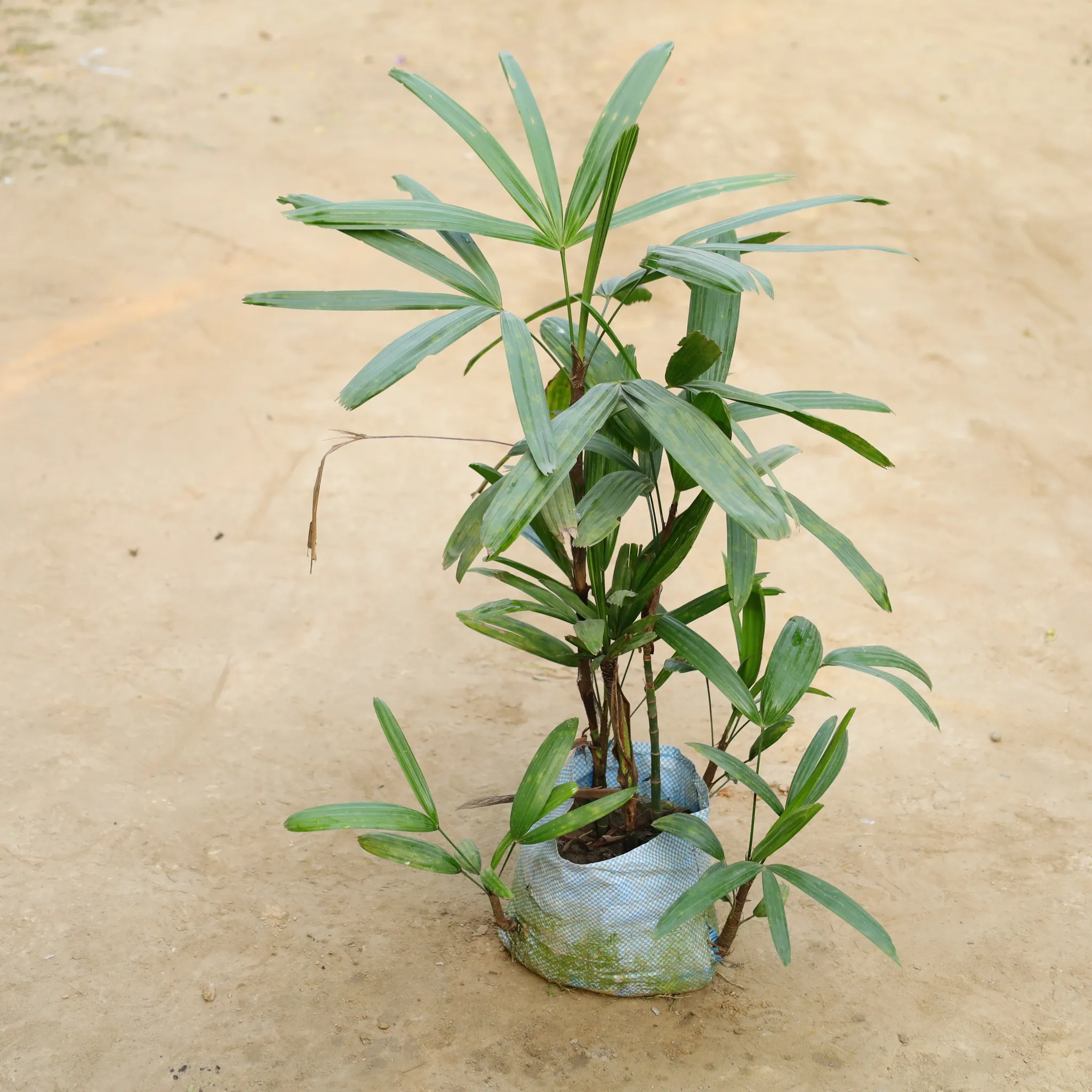 Raphis Palm in 7 Inch Nursery Bag