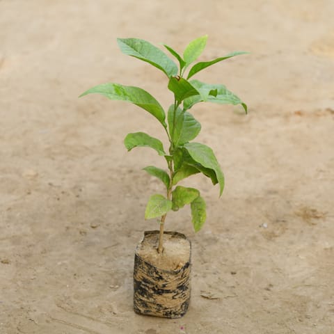 Bel Patra in 4 Inch Nursery Bag