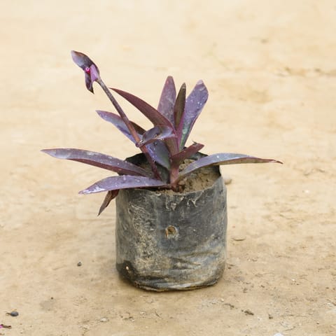 Purple Heart in 4 Inch Nursery Bag