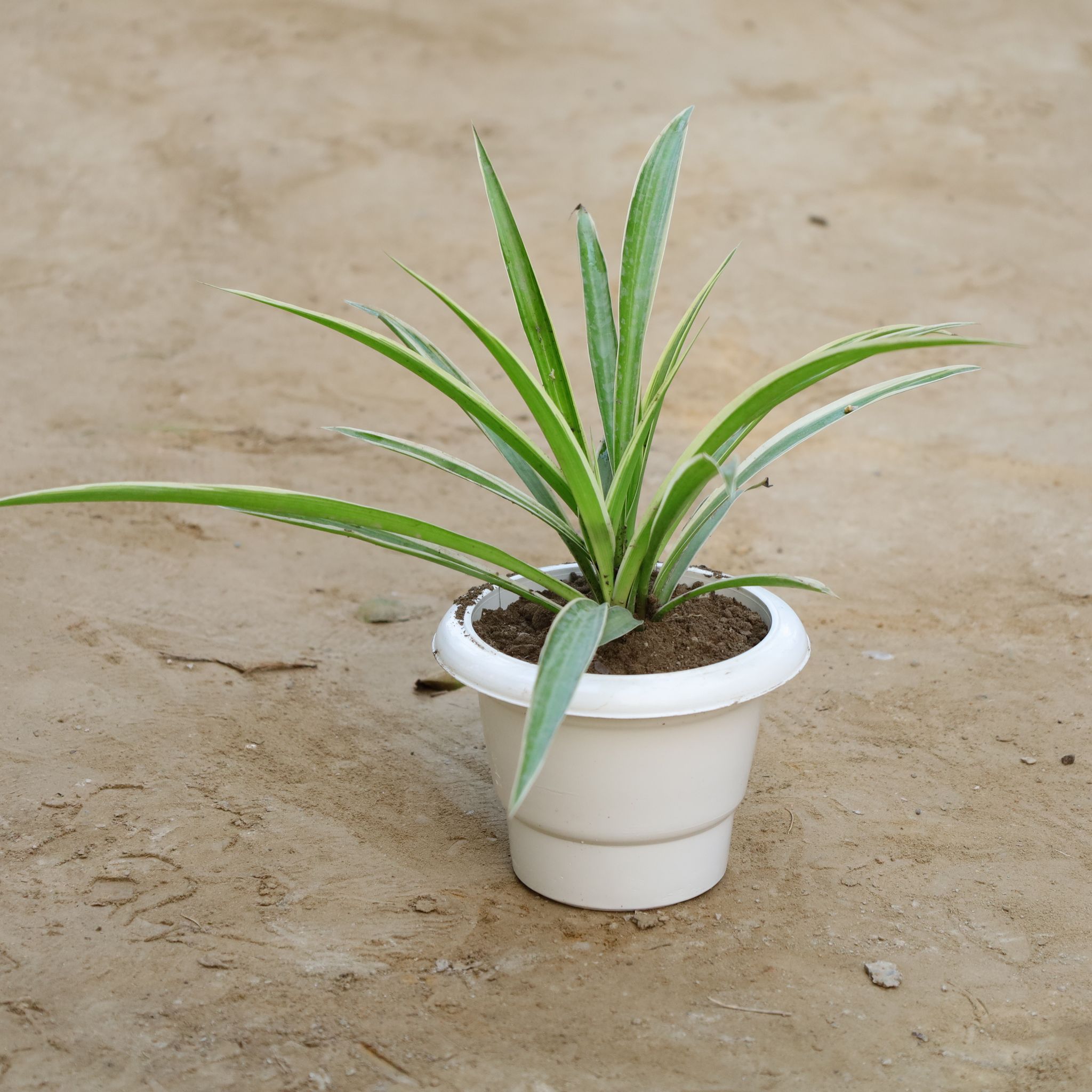 Spider Plant in 6 Inch White Classy Plastic Pot