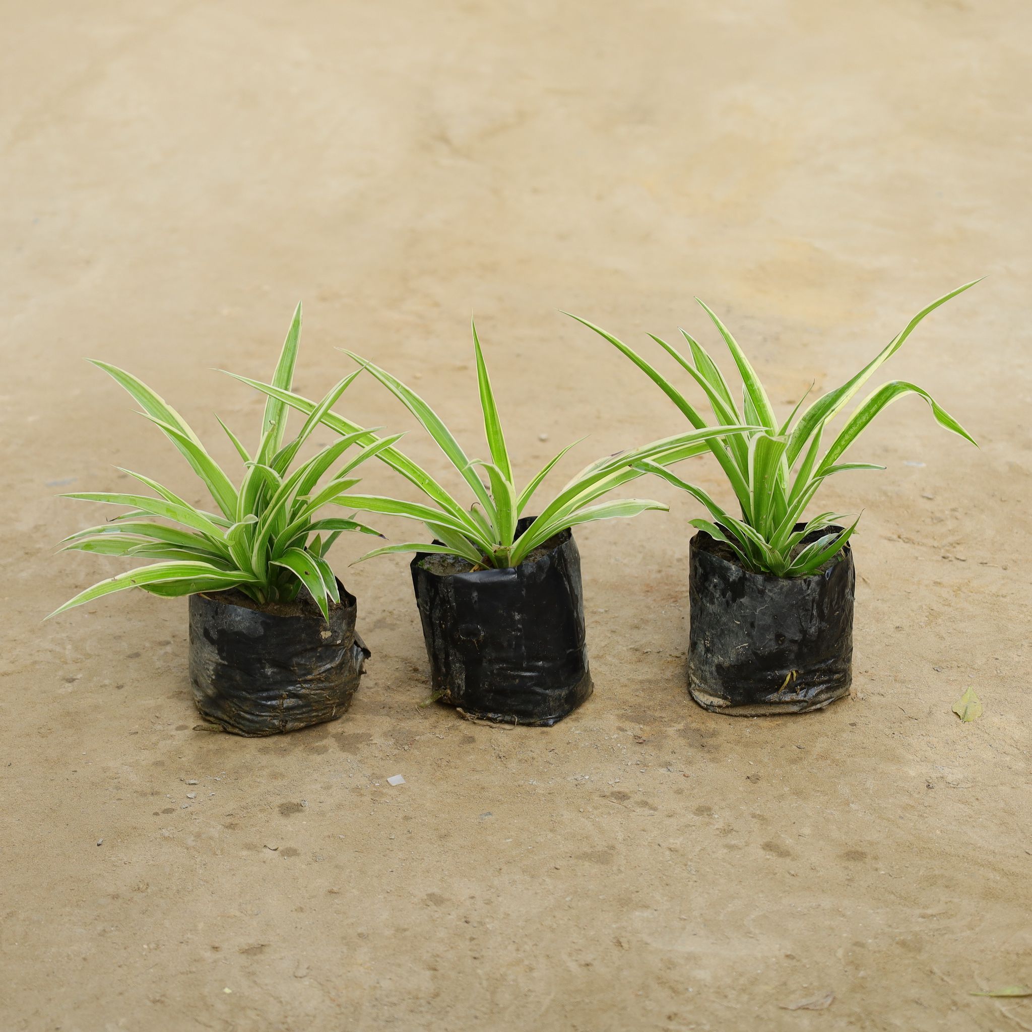 Air Purifier Set of 3 - Spider Plant in 5 Inch Nursery Bag